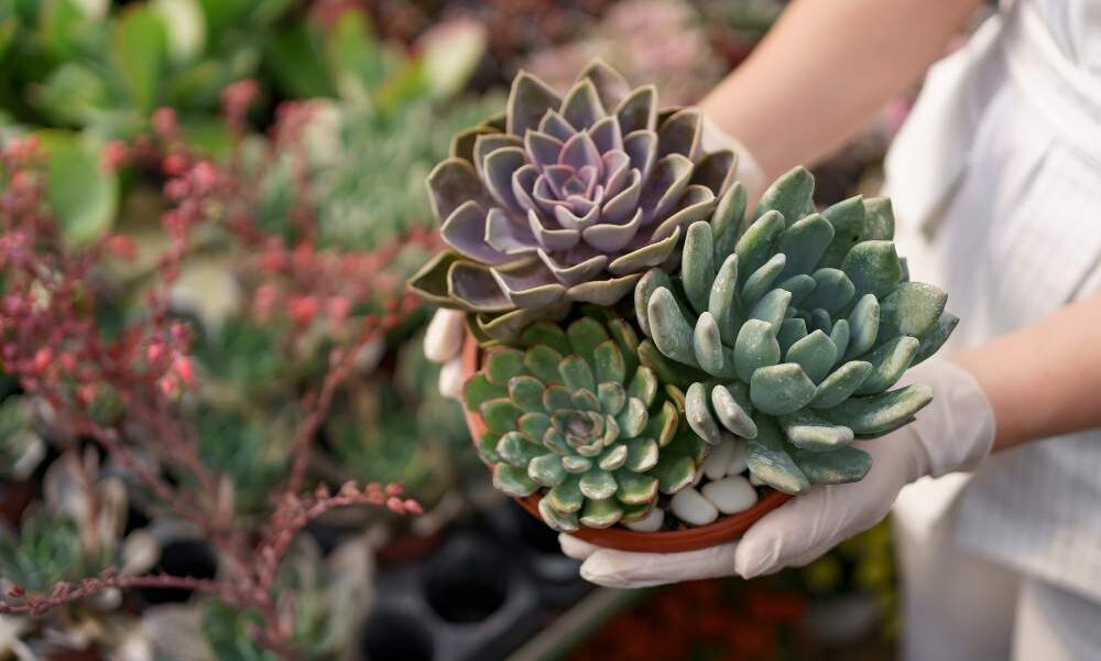 vista-lateral-manos-mujer-guantes-goma-ropa-blanca-sosteniendo-suculentas-o-cactus-macetas-otras-plantas-verdes-arthurhidden